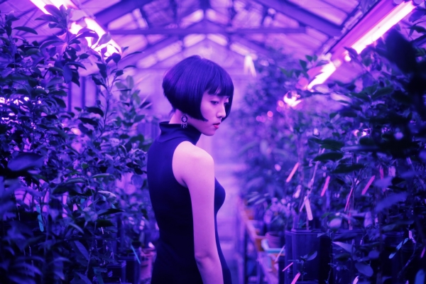 言叔夏・日本放映室|故鄉的重量——用寺山修司的煙草指向北方