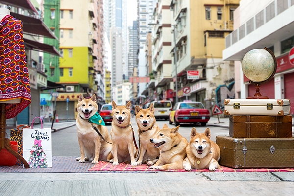 跟著在地的遊香港！
柴柴家族的中環散步