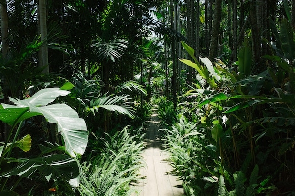 23個月又2天:電影未拍成|西表島叢林裡,來點北野武風味的狂暴粉末