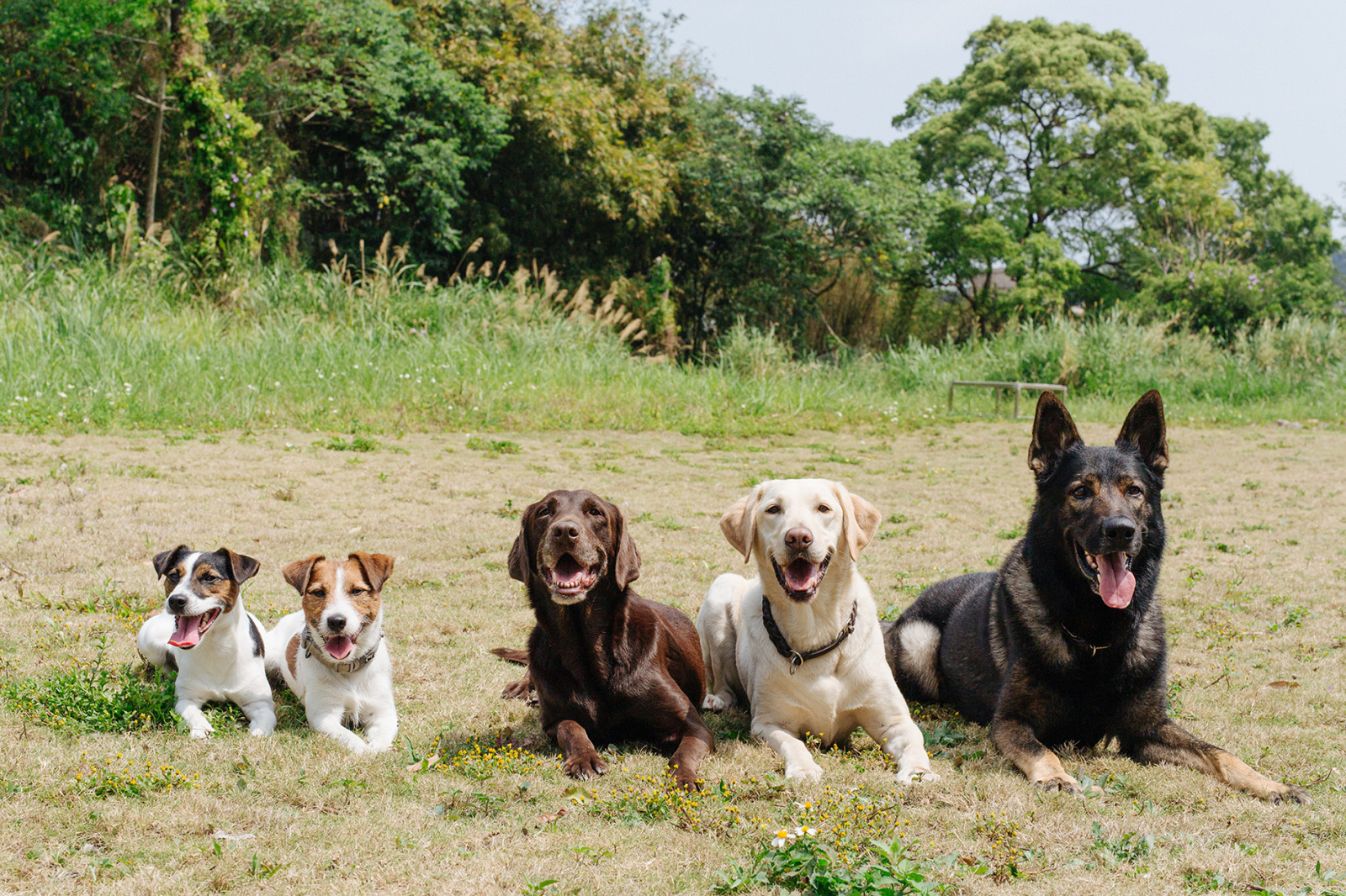 他們也會害怕喔,但是為了你,他們願意──搜救犬如何成為搜救犬