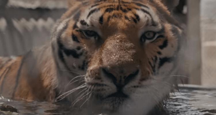 虎王 Joe Exotic 紀錄片 Netflix Carole Baskin